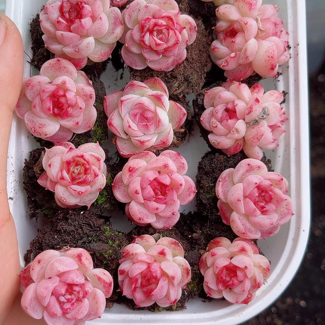 1-201 新疆西藏内蒙不发12.8包邮