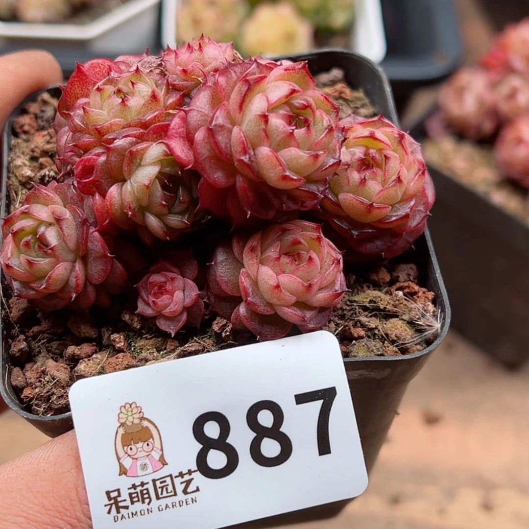 多肉植物多肉植物