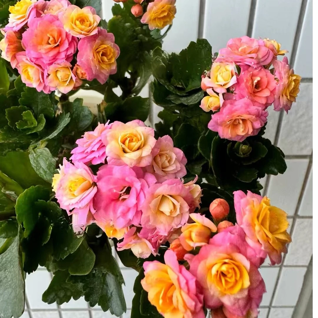 劳瑞拉  重瓣带花苞120盆