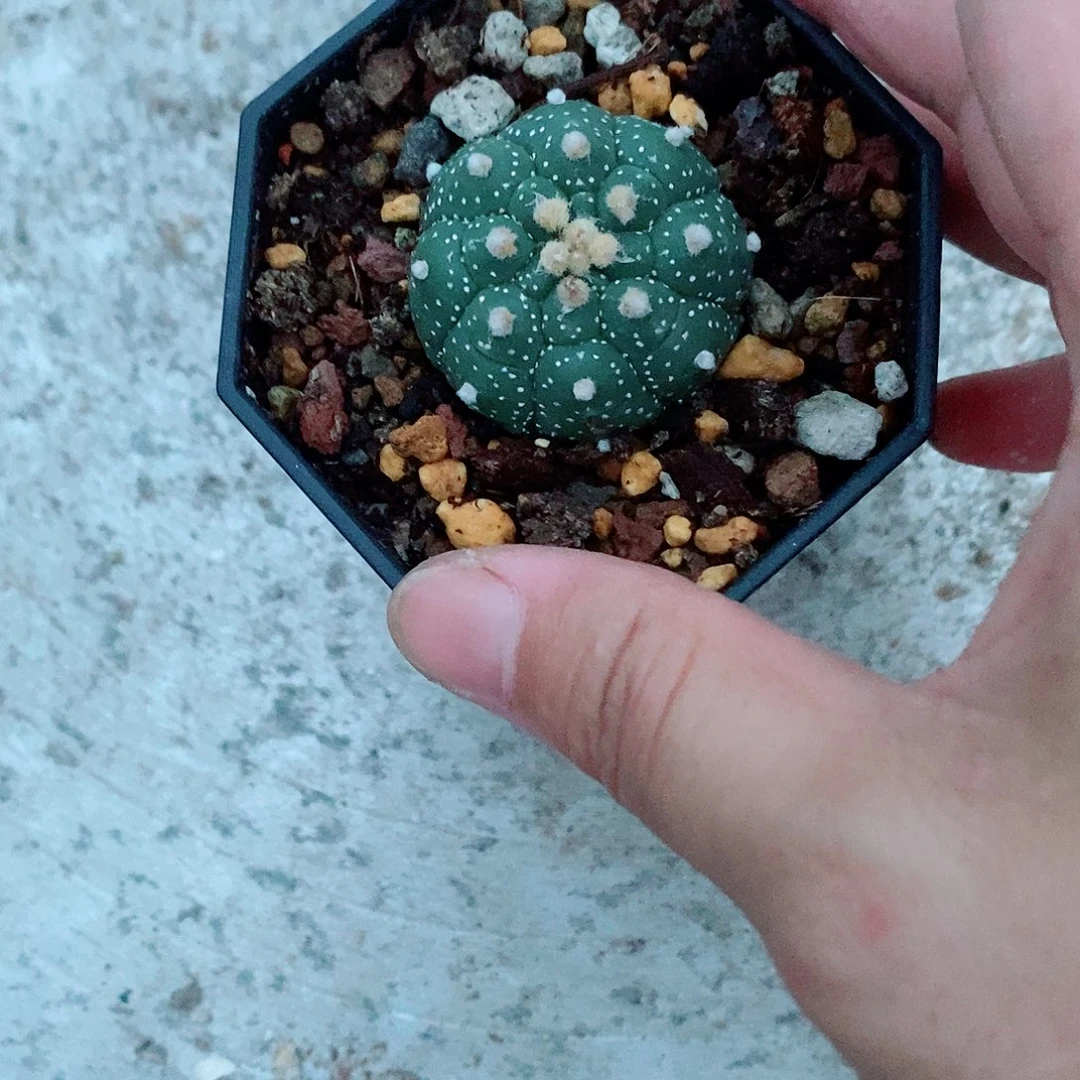 实生细雪龟甲兜一物一拍