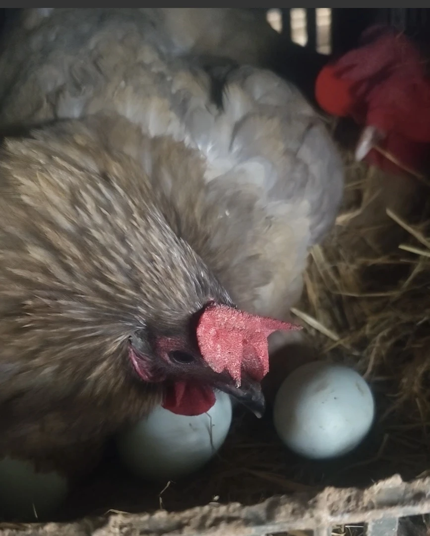 瓦灰土鸡中蛋 绿壳蛋 散养公鸡 母鸡 新鲜现发 破损包赔