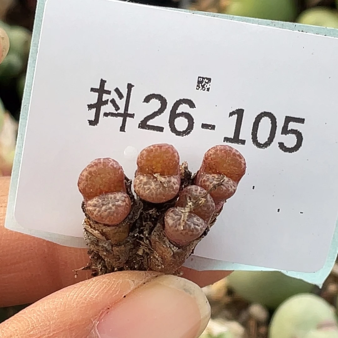 秧***芒26-105肉锥多肉植物