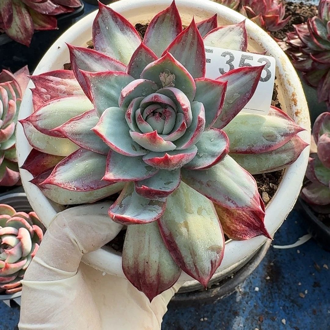 惊鸿惊鸿惊鸿 353............