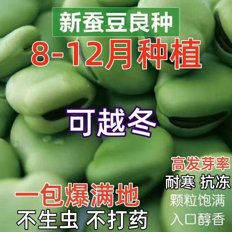 蚕豆种子七星特大蚕豆巨大号罗汉豆种籽秋冬季播种早熟耐寒胡豆籽