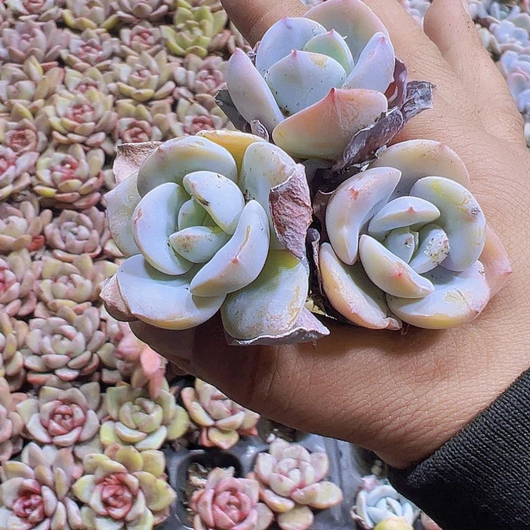 穴盘老奶茶3个19包邮