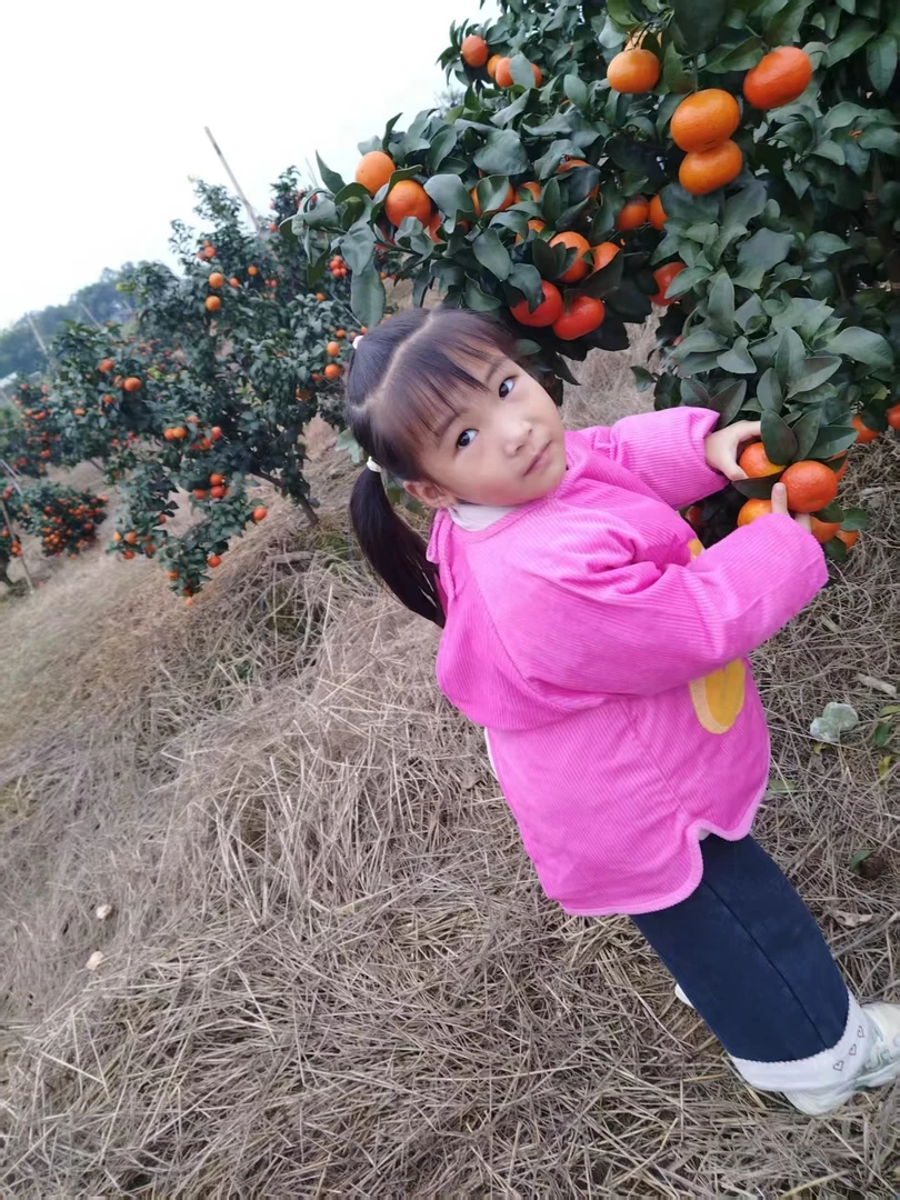 四川眉山现摘现发沙糖桔