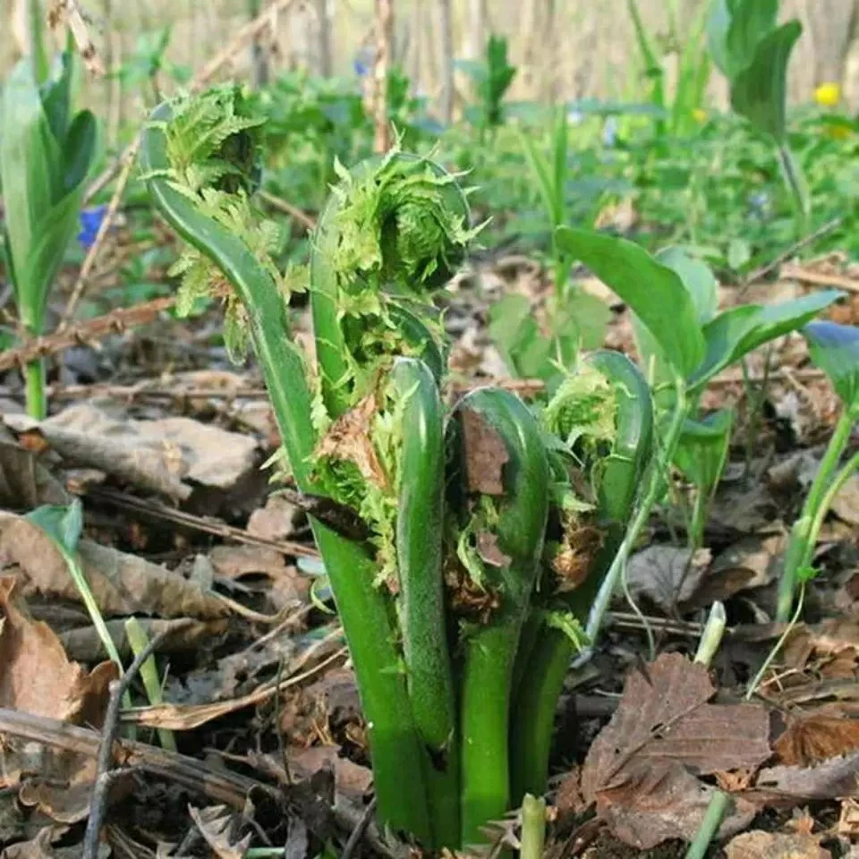 东北深山焯水黄瓜香广东菜(4斤顺丰包邮到家)