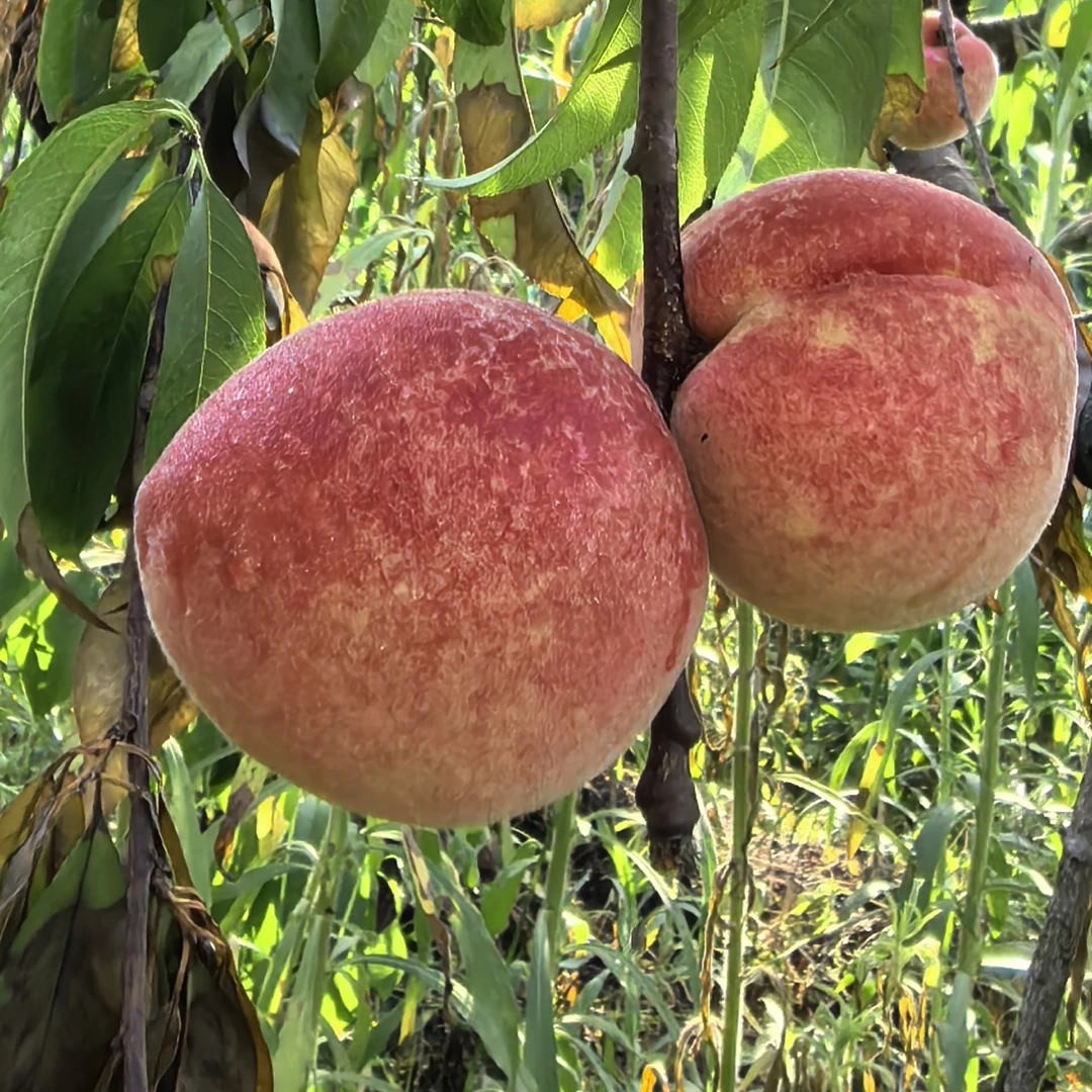 农村山里毛桃一单5斤