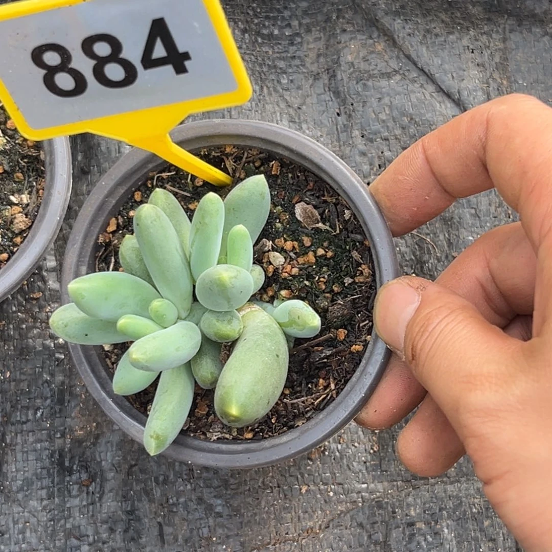 多肉植物x系美人群884