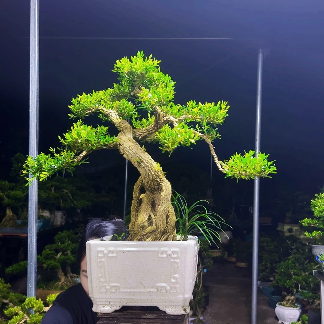 无花朵黄杨木