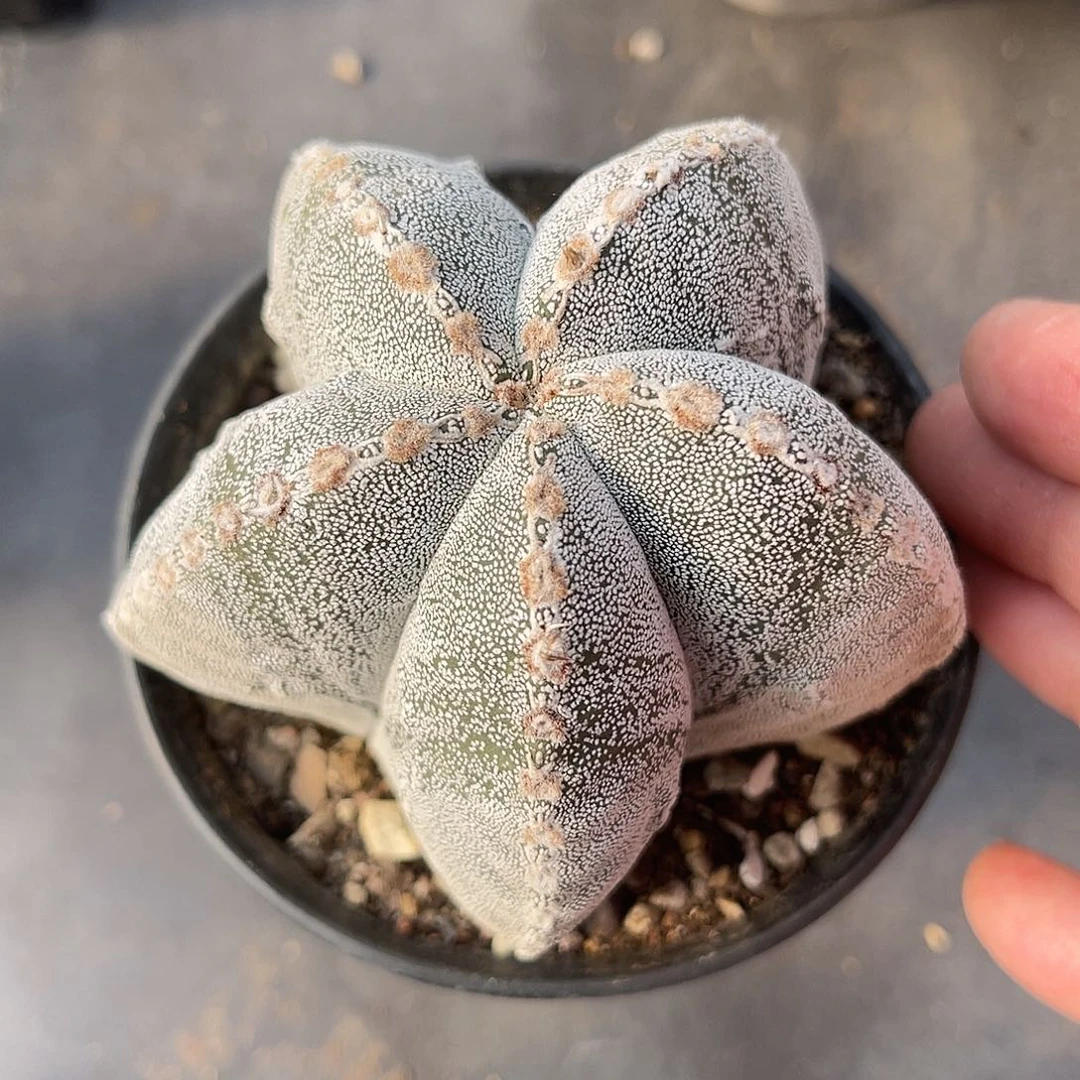 恩冢鸾凤玉一物一拍