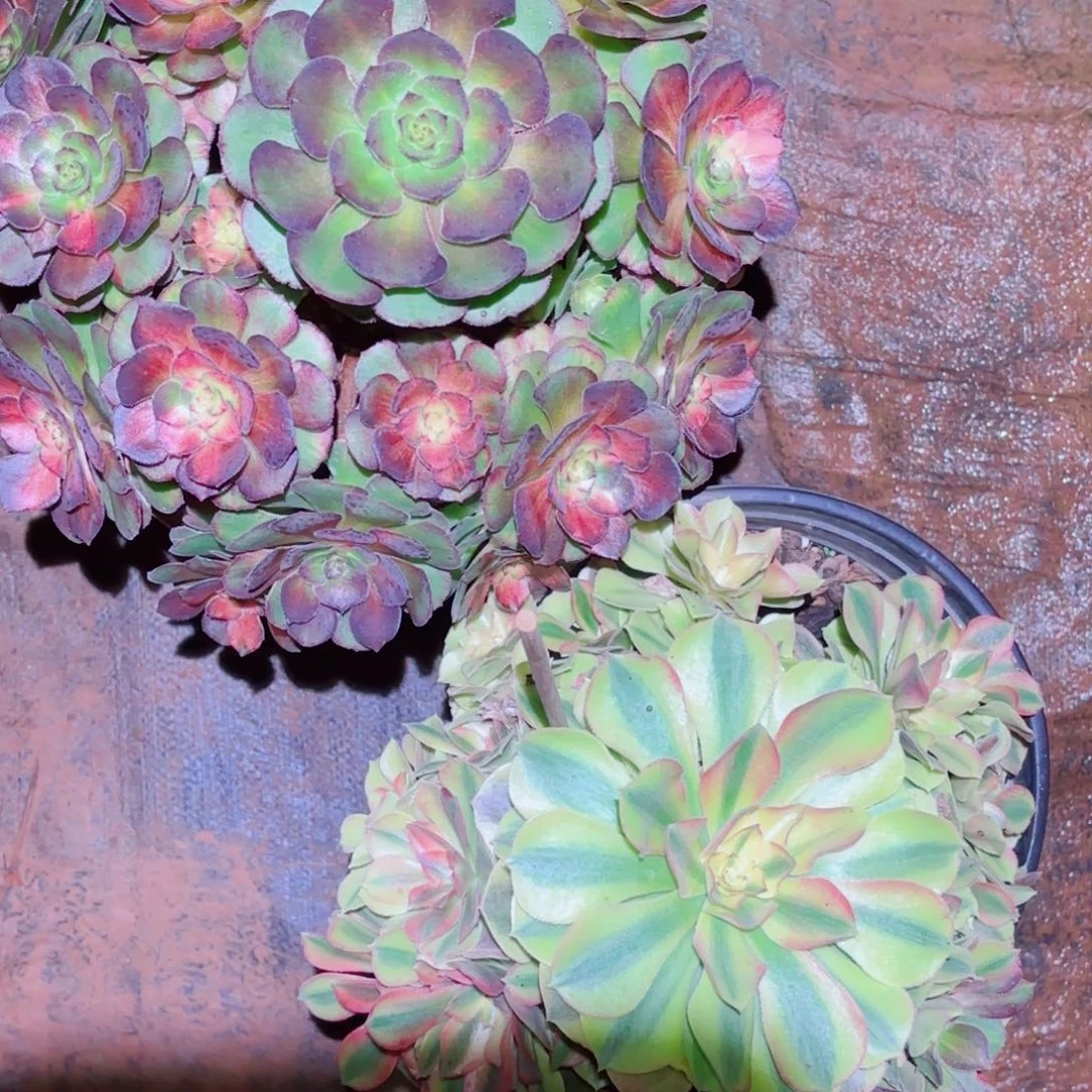 云南多肉植物组拍