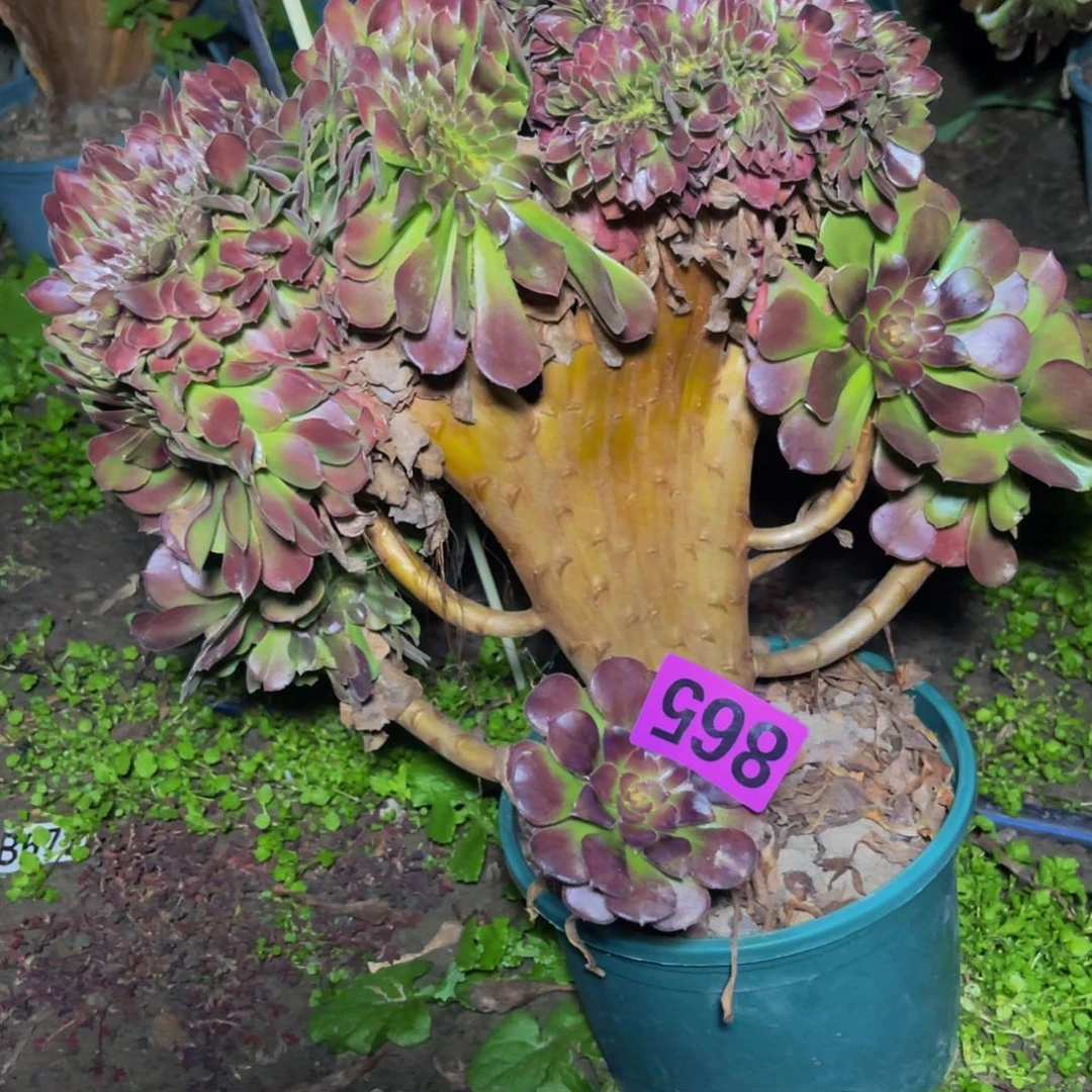 荷兰法师28sssssssss48包邮