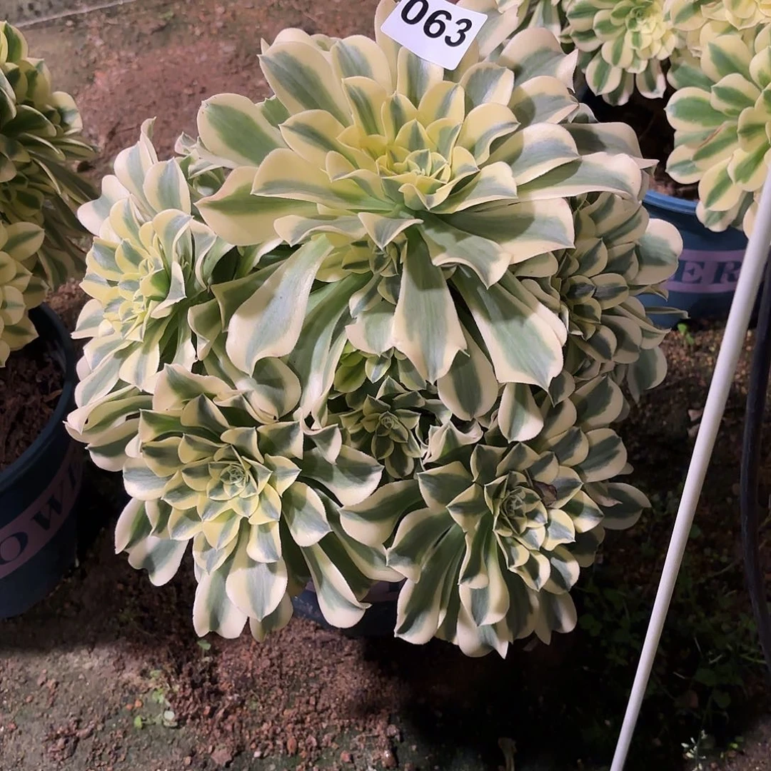 多肉法师绿豆沙063