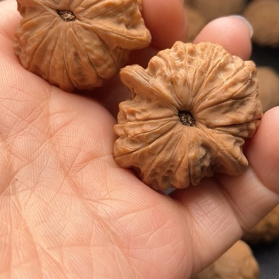 ?****?核桃核桃核桃核桃