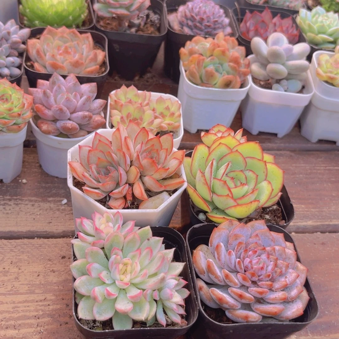 菲欧娜多➕牡丹亭➕女雏锦➕星星橙