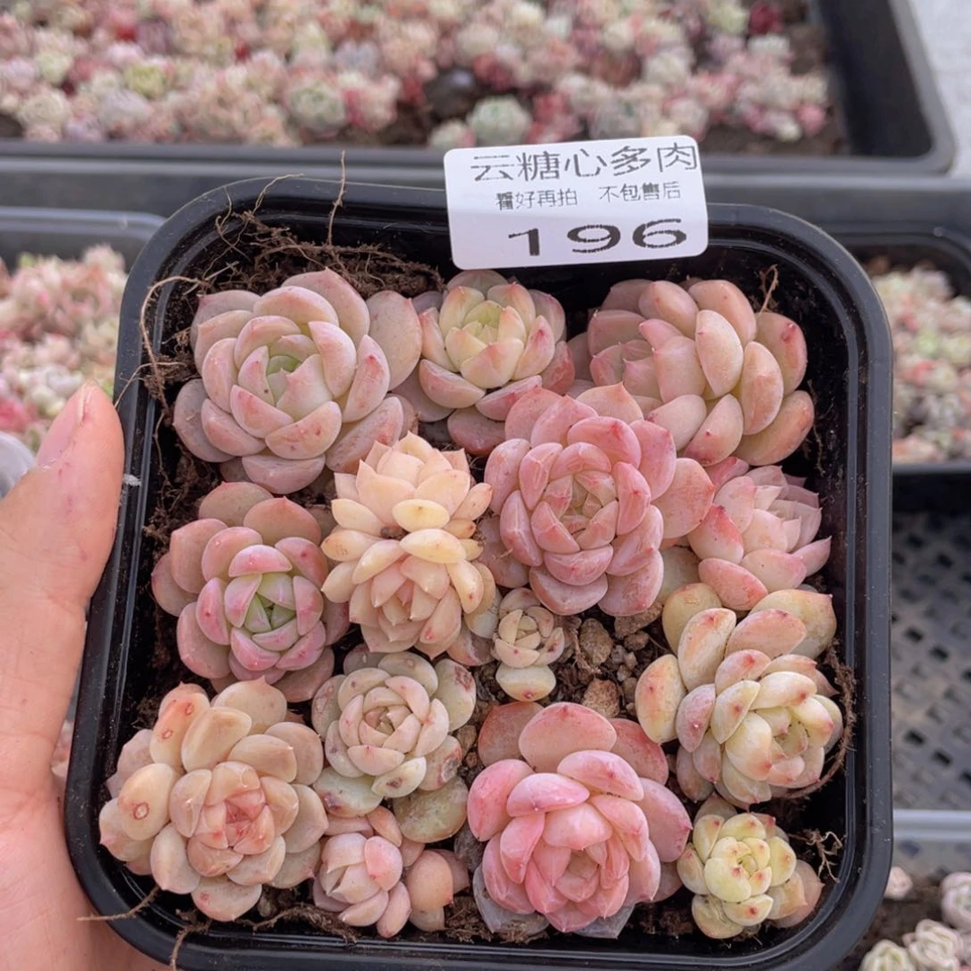 云糖心多肉植物196