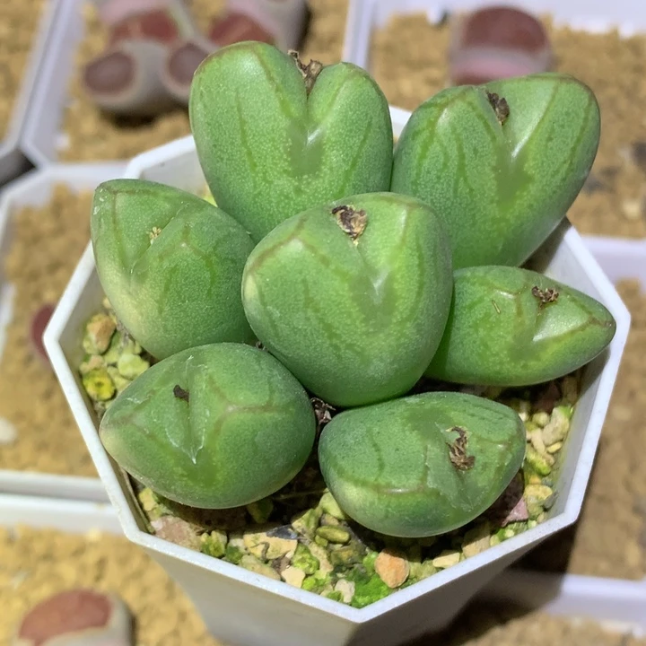 精品多肉植物精品少将杂交