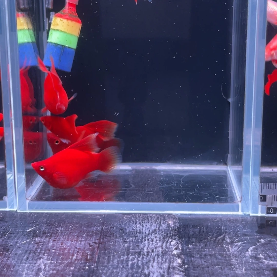 孔雀鱼红球黑眼3对