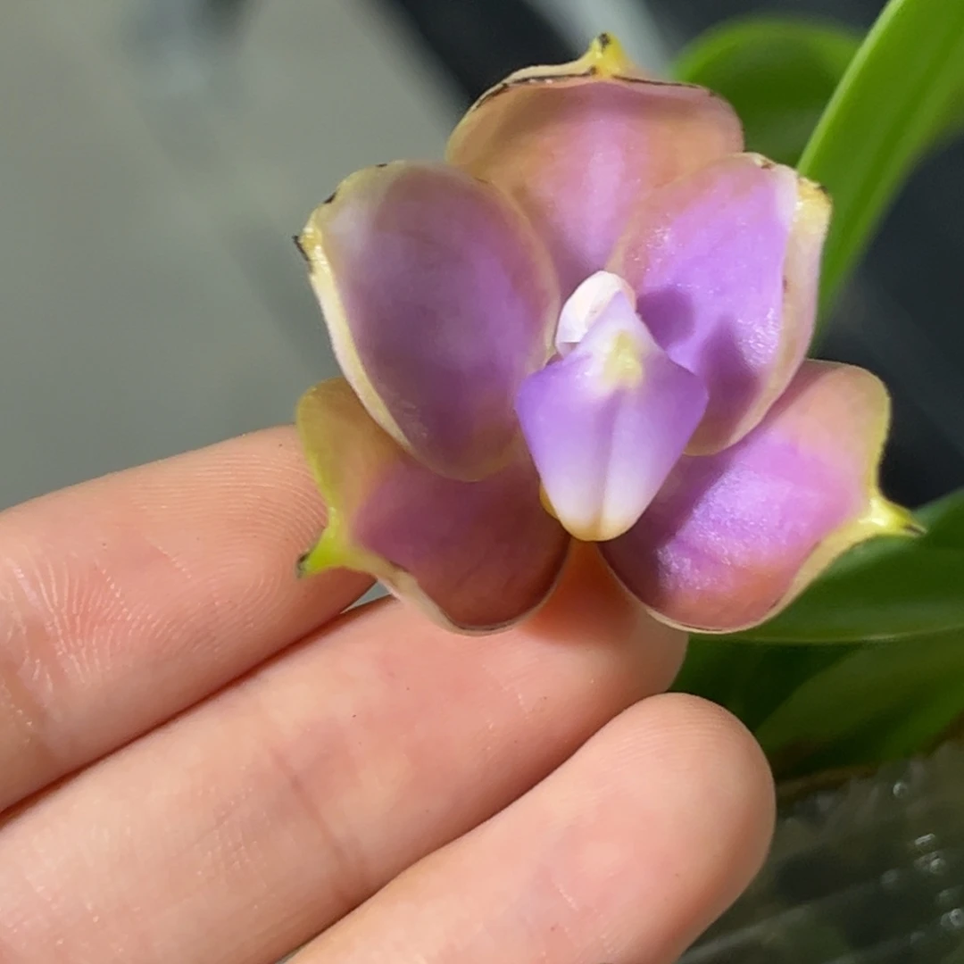 完全开放2.5寸701开花株