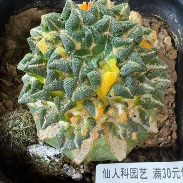 无花朵o****o福利苗接黑锦929