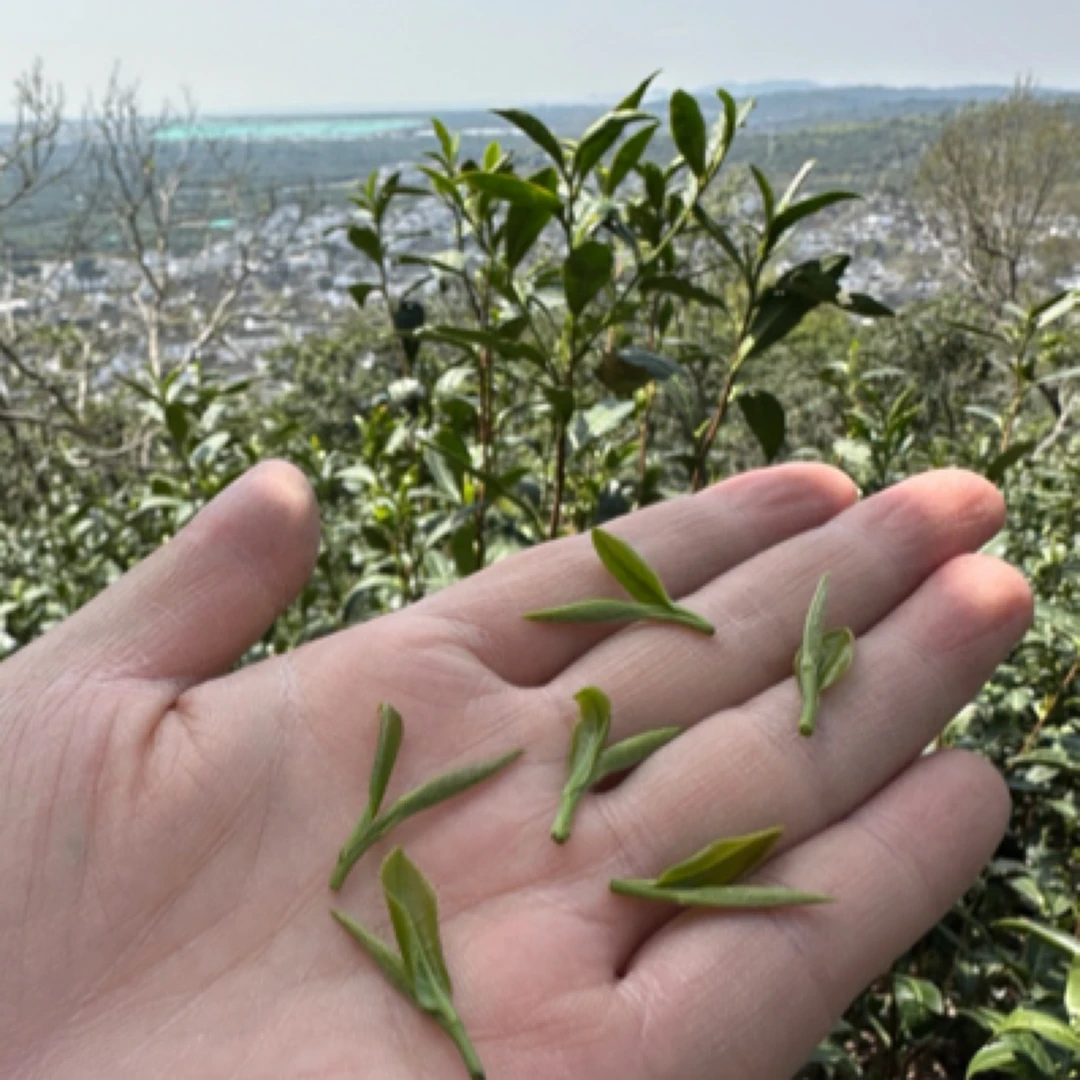 【群体小叶种一芽一叶】2025新茶苏州洞庭东山碧螺春茶叶 明前头采