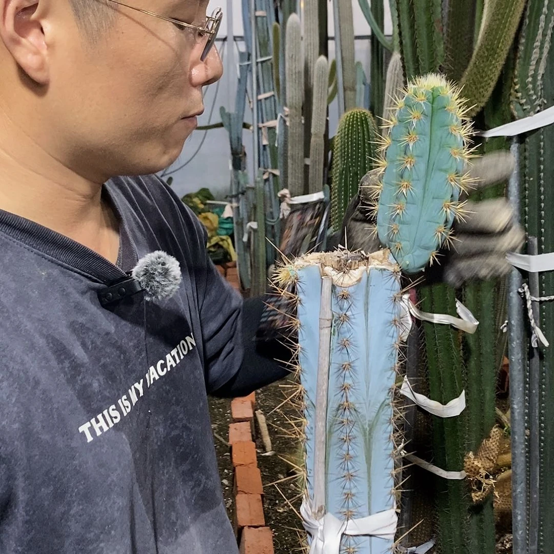 10-20公分蓝柱现砍侧枝量拍