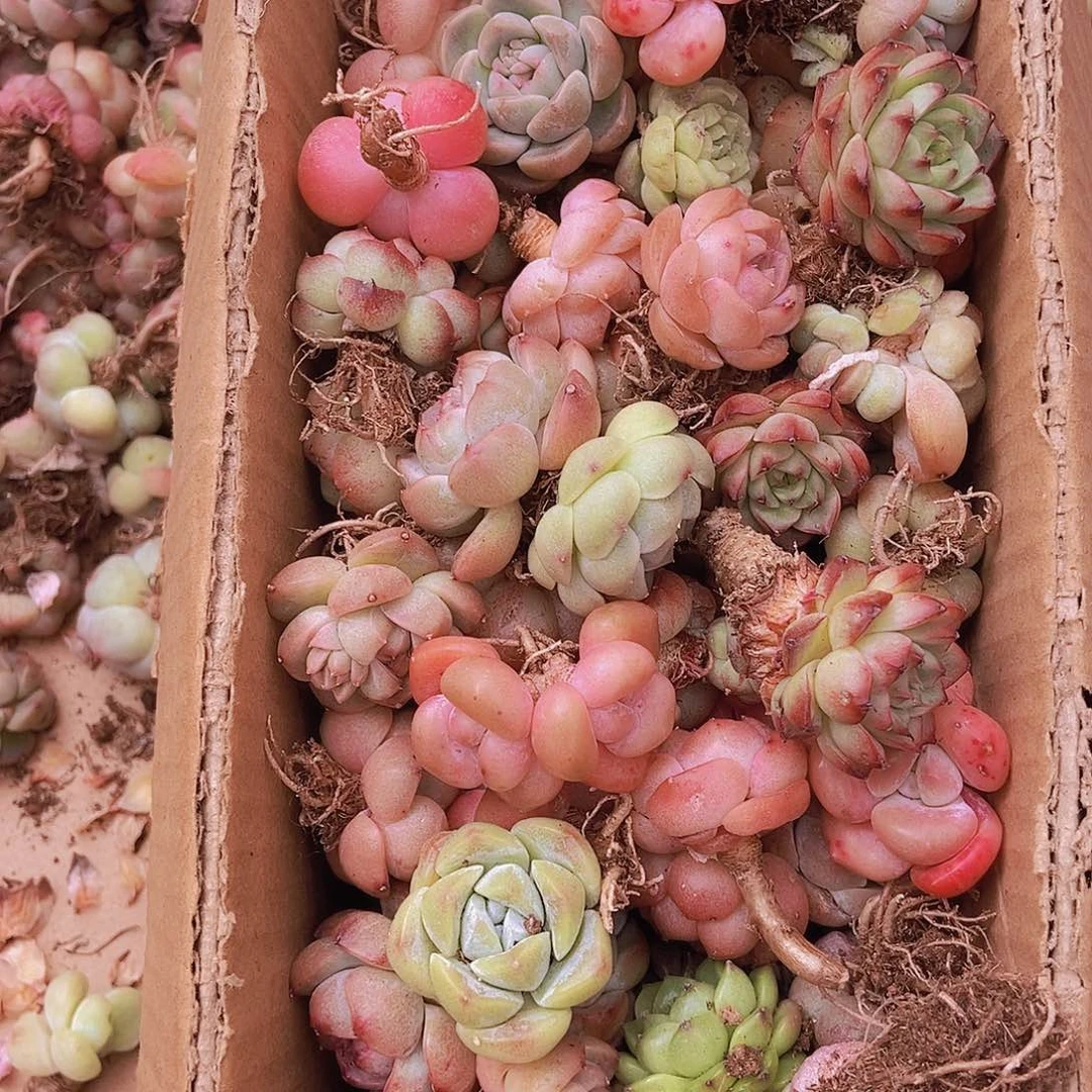 00000000000000000002量拍保底50颗