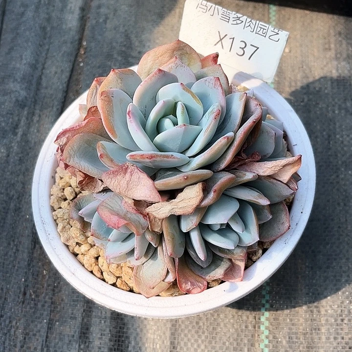 金**王我是第一百个为妖刀应援的阴阳师