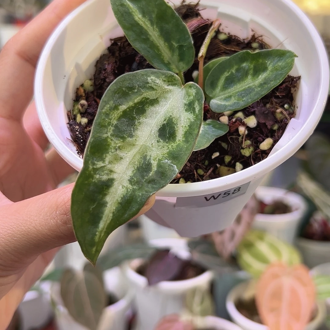 无花朵个体石化SKG银籽播W58