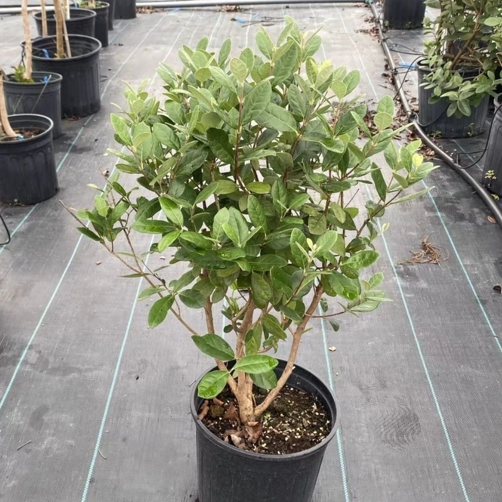 菲油果盆栽浓香型花卉阳台庭院好养耐冻室内外绿植