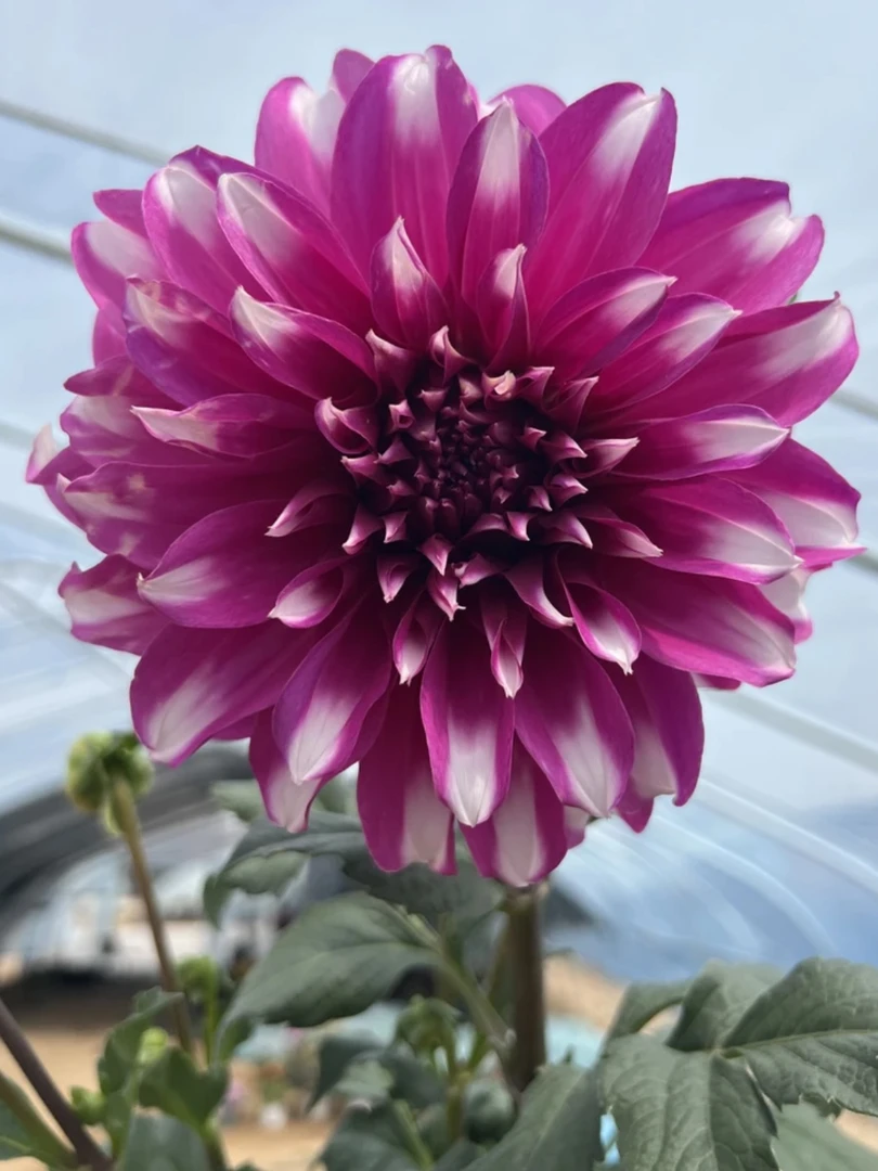 【拉德加斯特】大丽花(盆栽)带花苞原盆发货(盆坏不赔