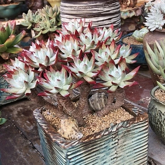 韩货刘丹仙女棒杯