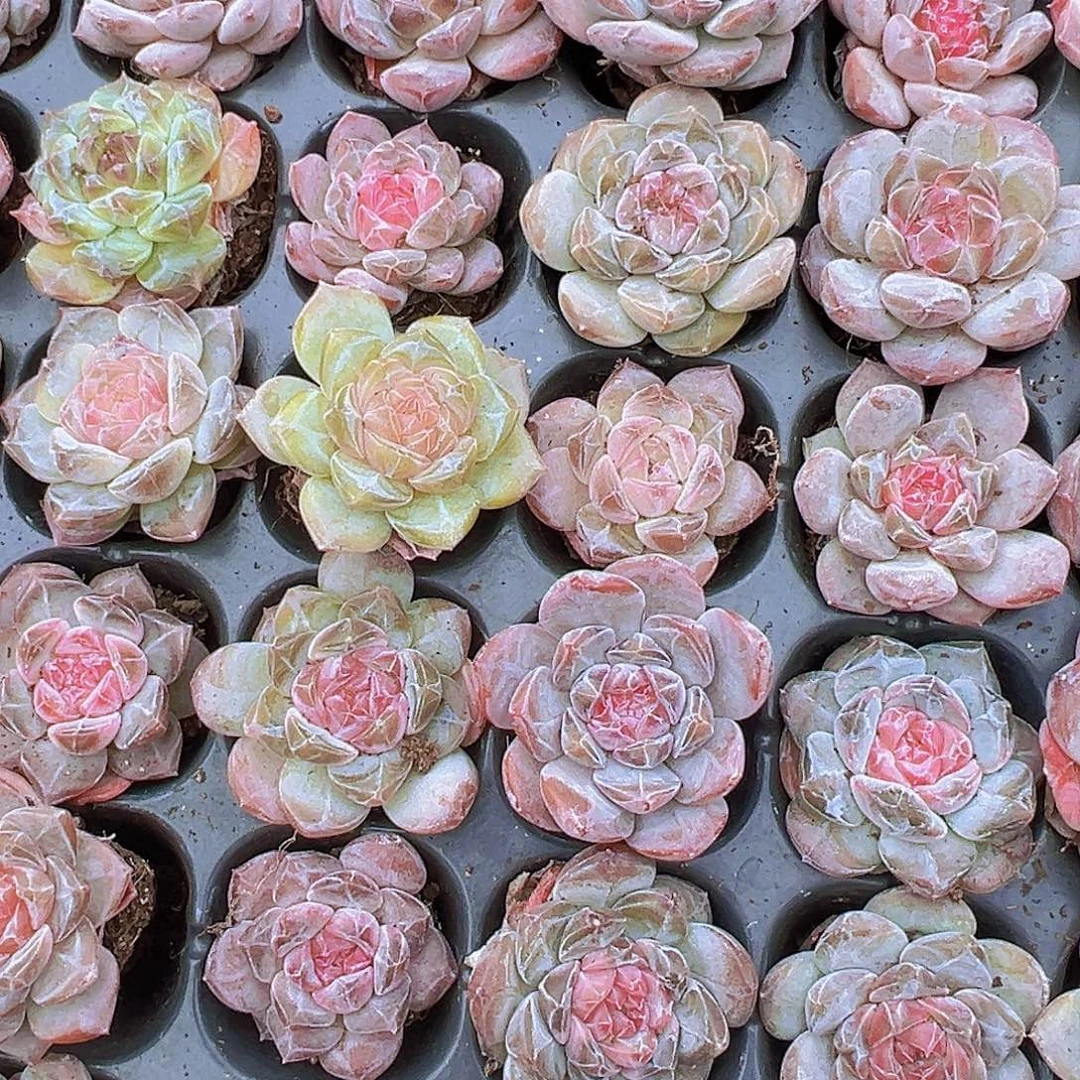 穴盘精品冰魄3颗19包邮多肉