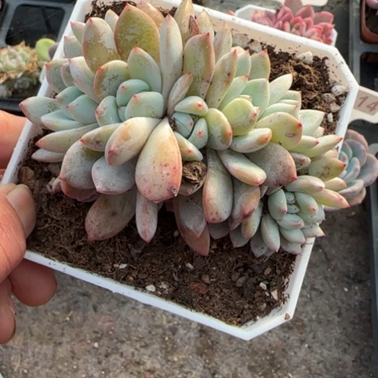 235橙梦露缀多肉植物多