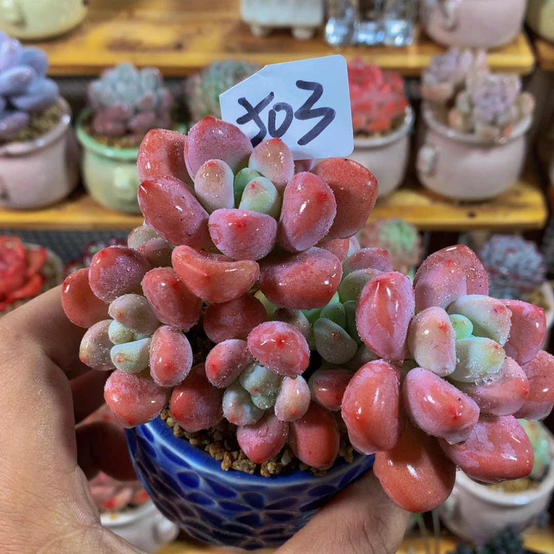 小尾巴多肉园艺5CM迷你拇指盆栽P503