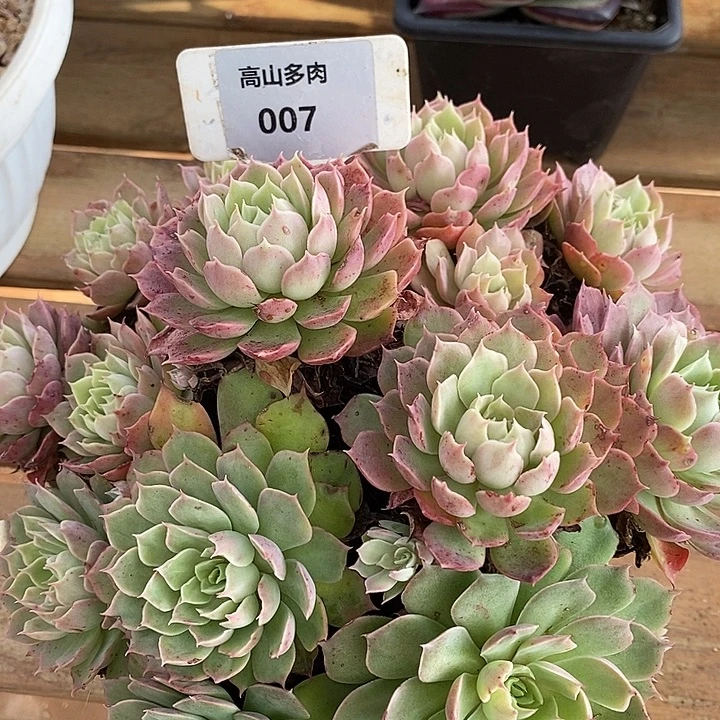 D007- 直播福利 东云捧花