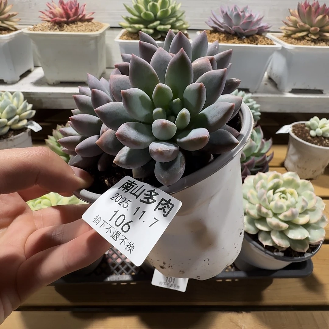 三头蓝精灵111107-106