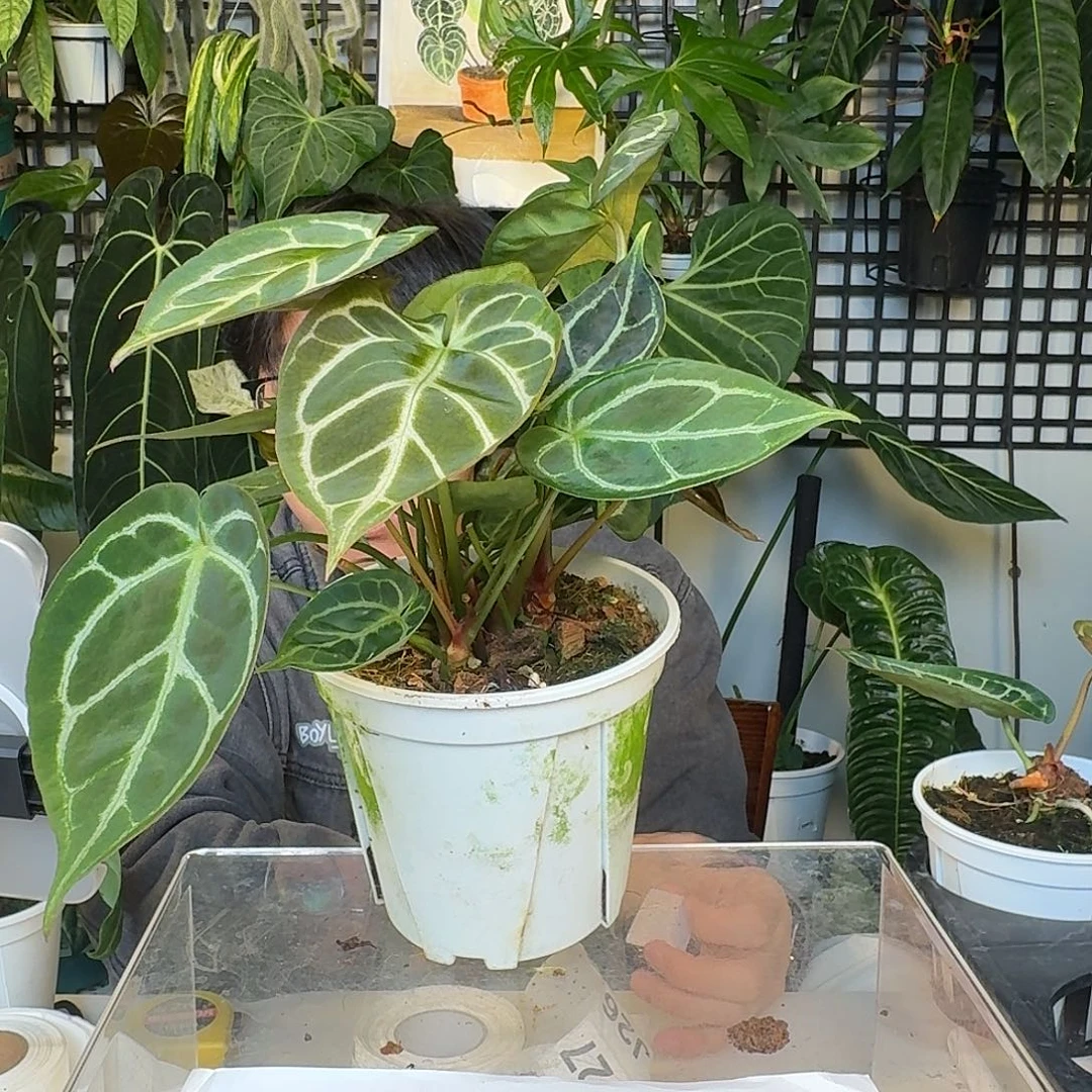 完全开放J23水晶花束