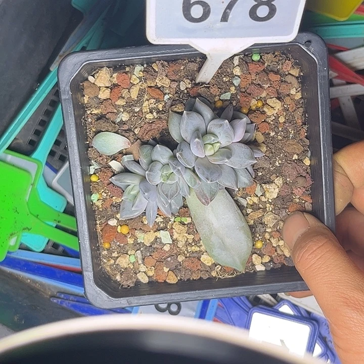 多肉植物邀月美人678