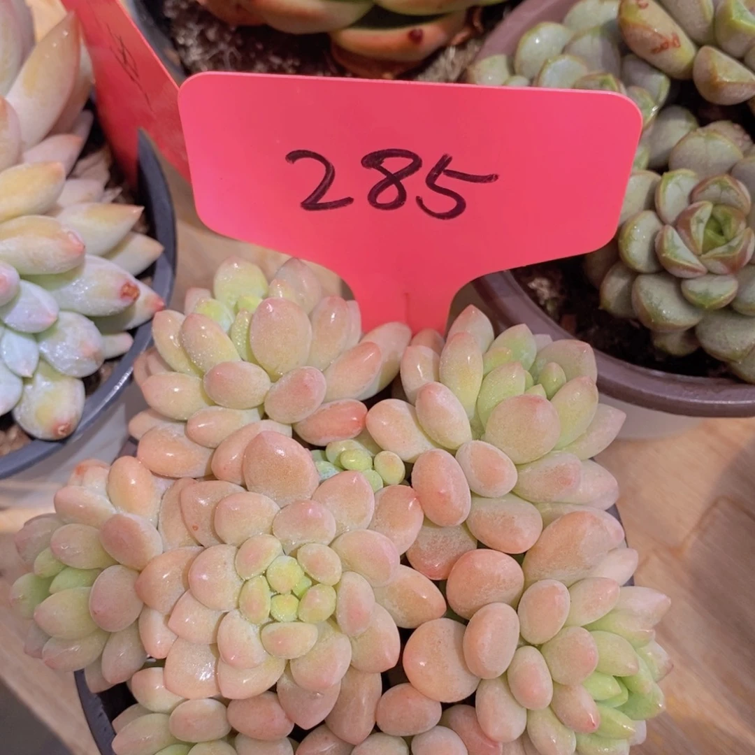 开心多肉，一物一拍，专场3