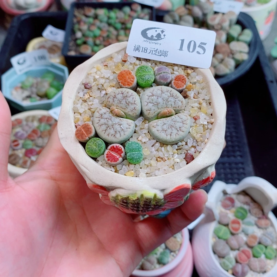 生石花花花花花花105