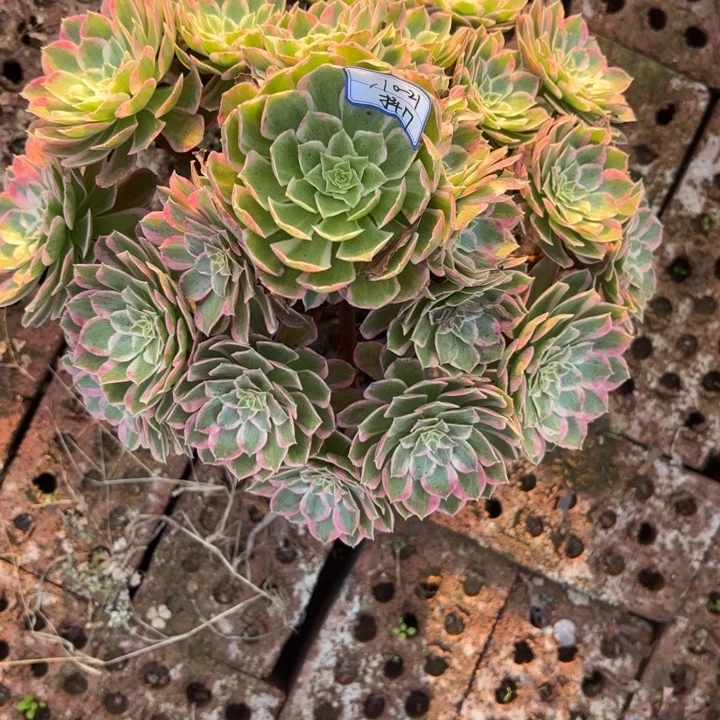 风***2孔雀翎多肉法师不包损17