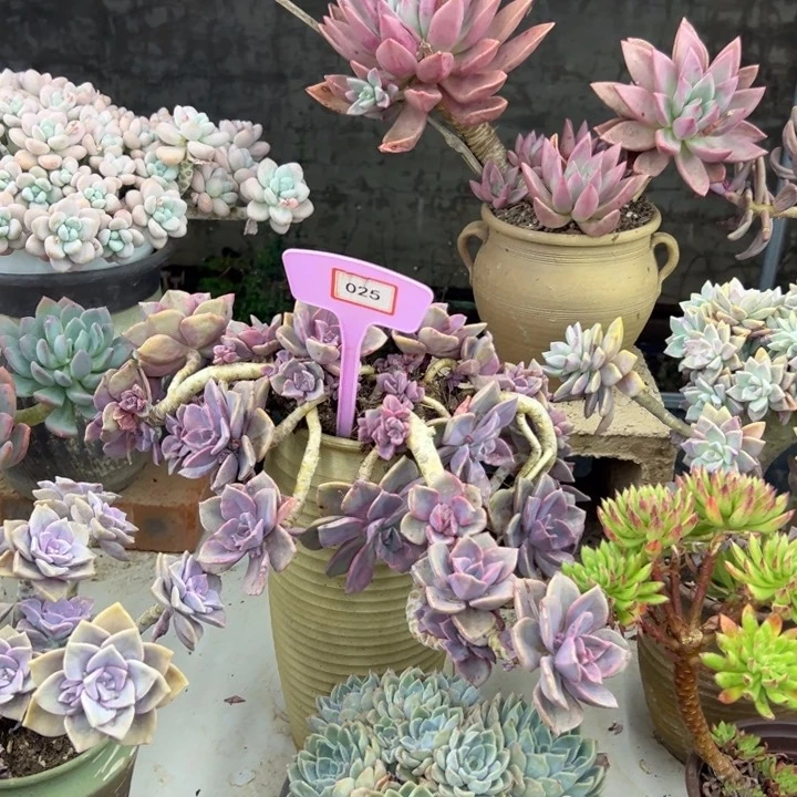戈彩红糖多肉植物025