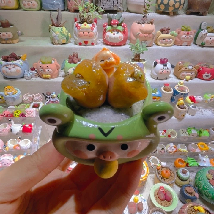 007高端多肉带盆土一套48