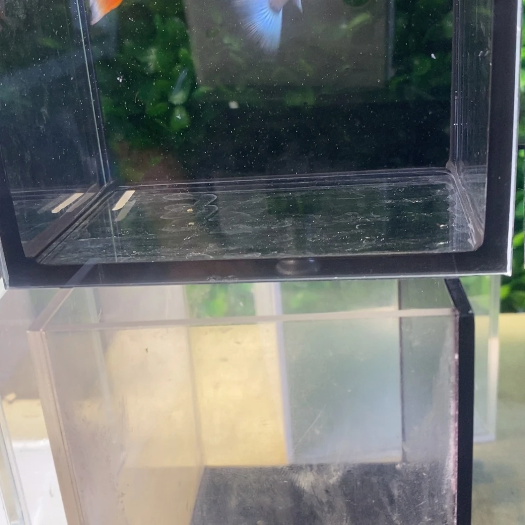 孔雀鱼黄花欧翼跑红两对