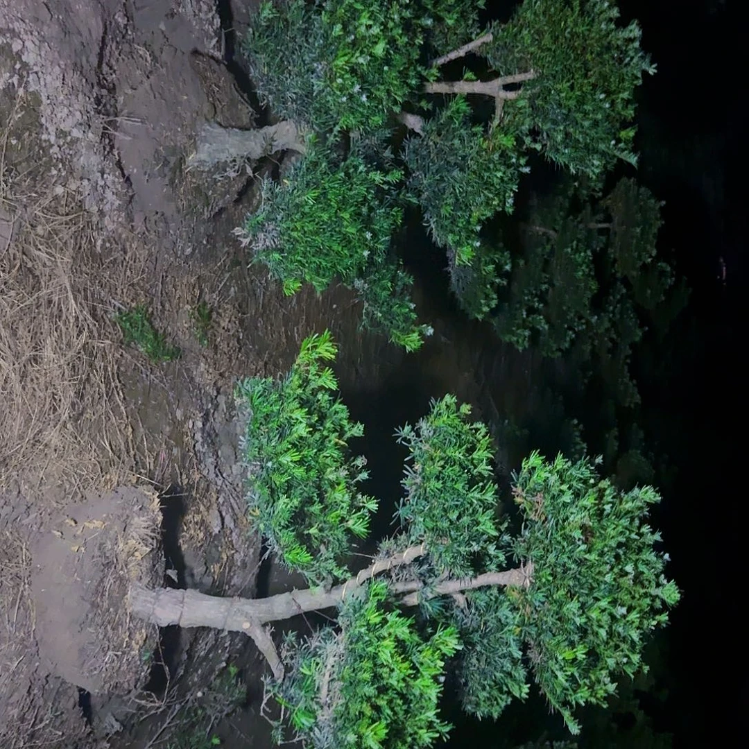 罗汉松打木架包邮