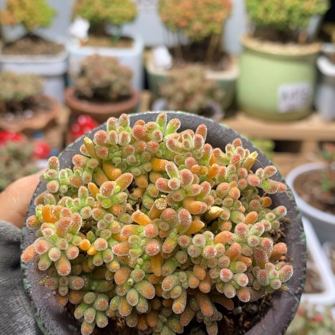 带盆土枝干番杏A579