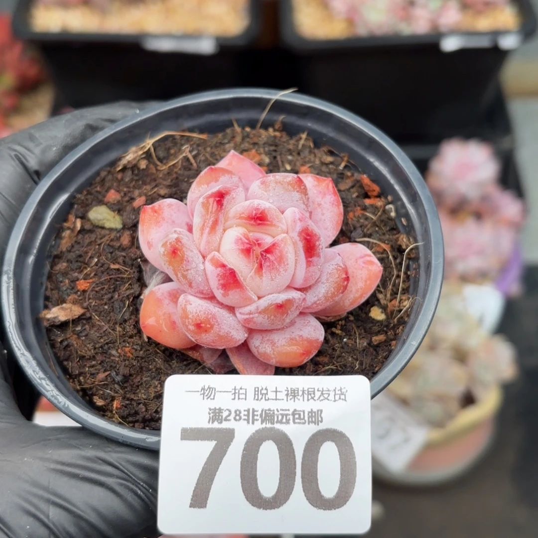 石榴籽星影无盆土发货