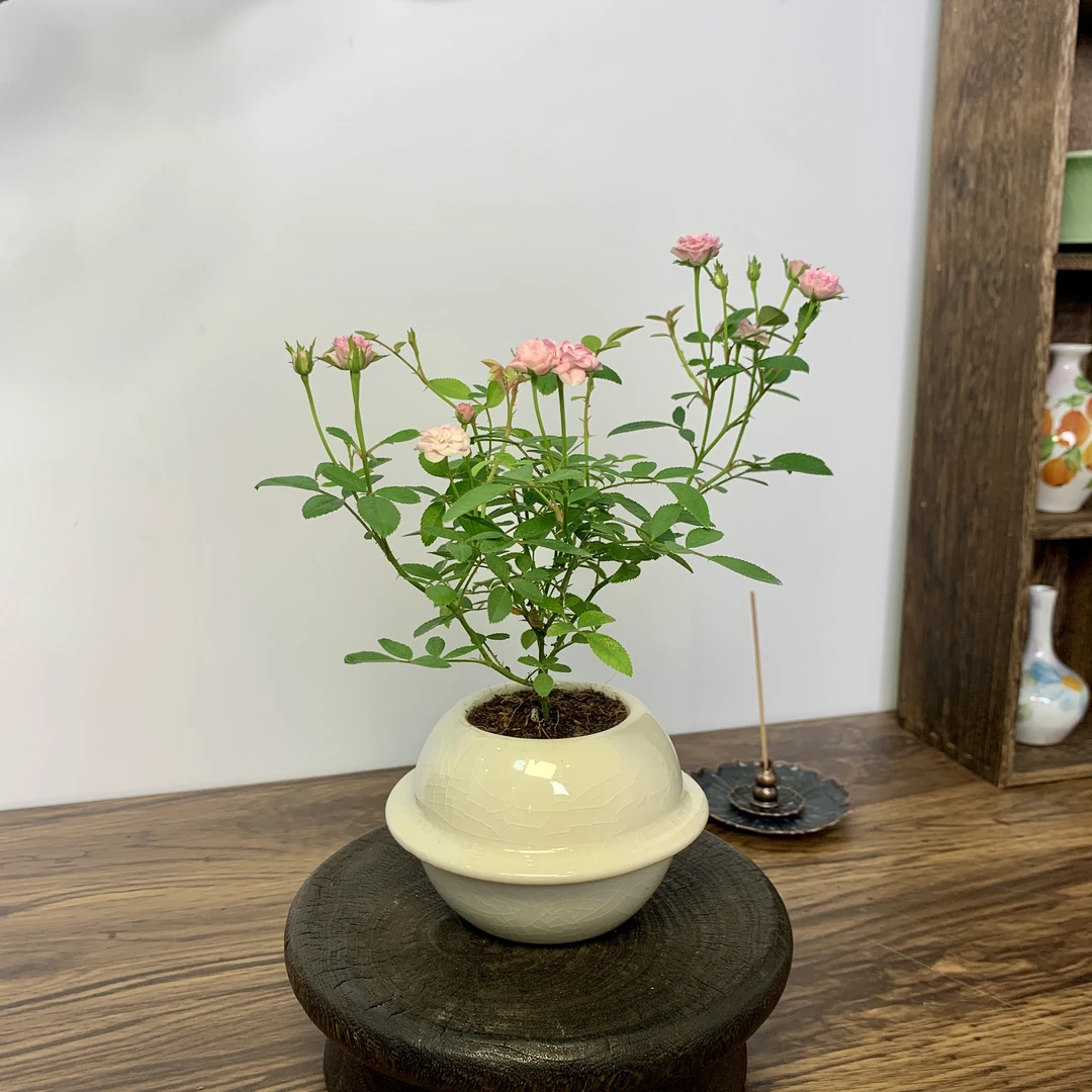 迷你超微型姬月季带花苞四季开花可净化空气阳台桌面花卉